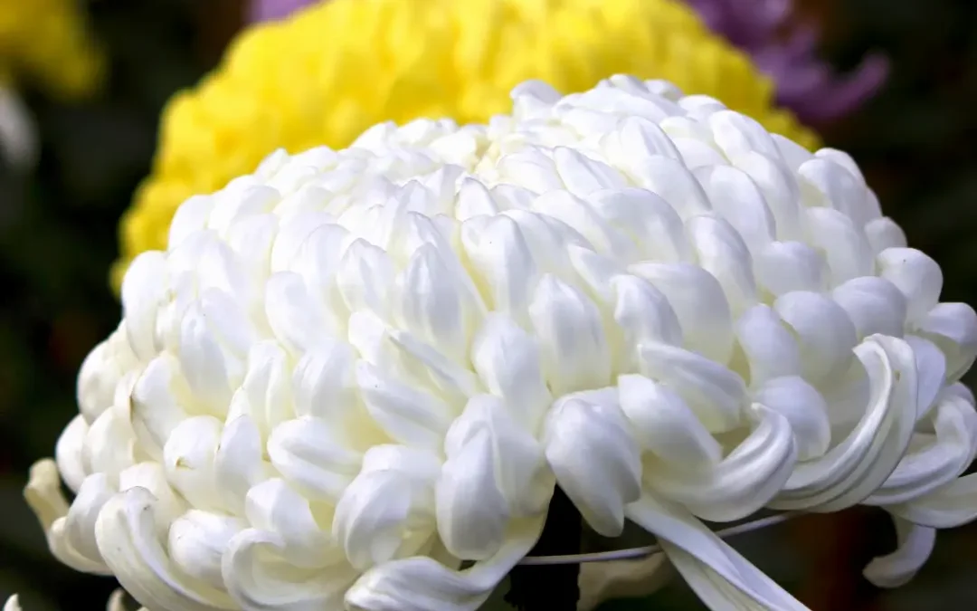 La fleur emblématique de l’automne japonais　