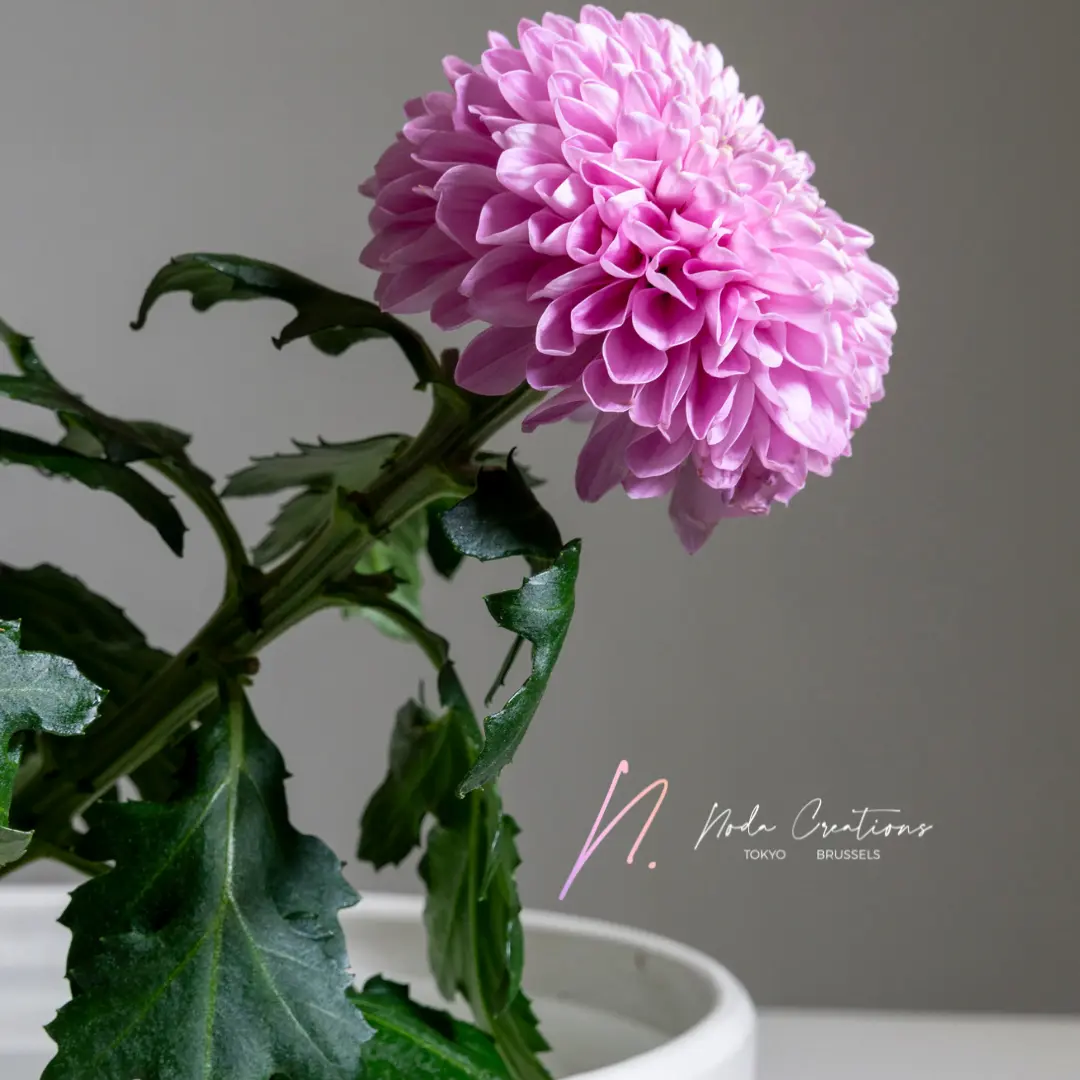 10 25 Le Chrysanthème Blog 29