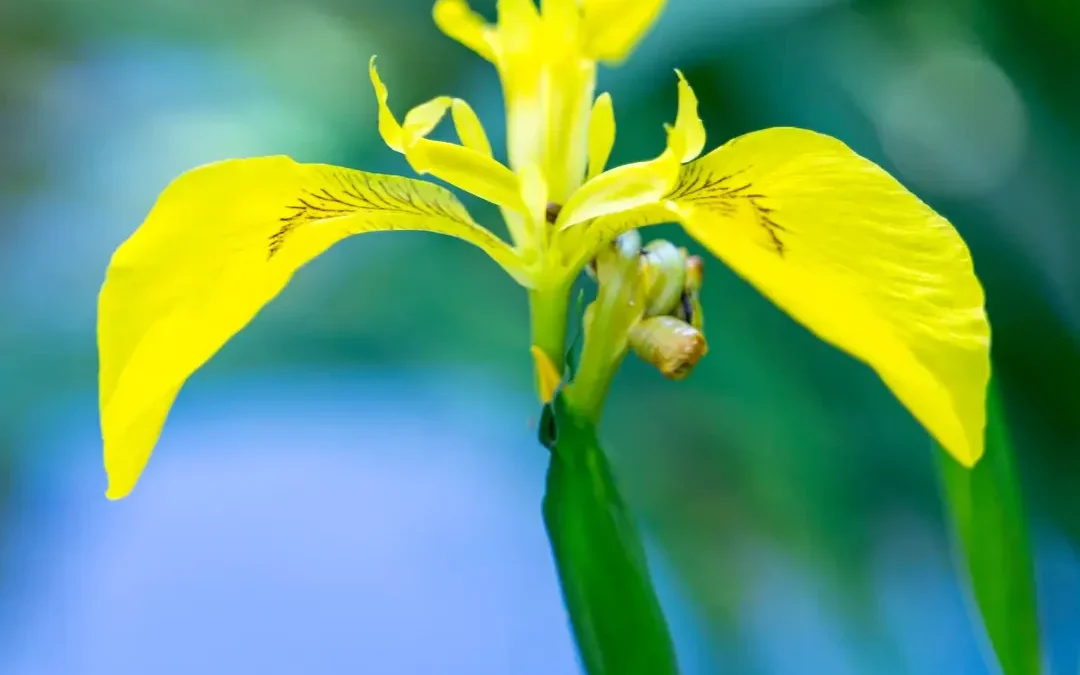 L’iris jaune et les fleurs du Japon 　　 ベルギー散歩 黄色いアイリスと日本の花