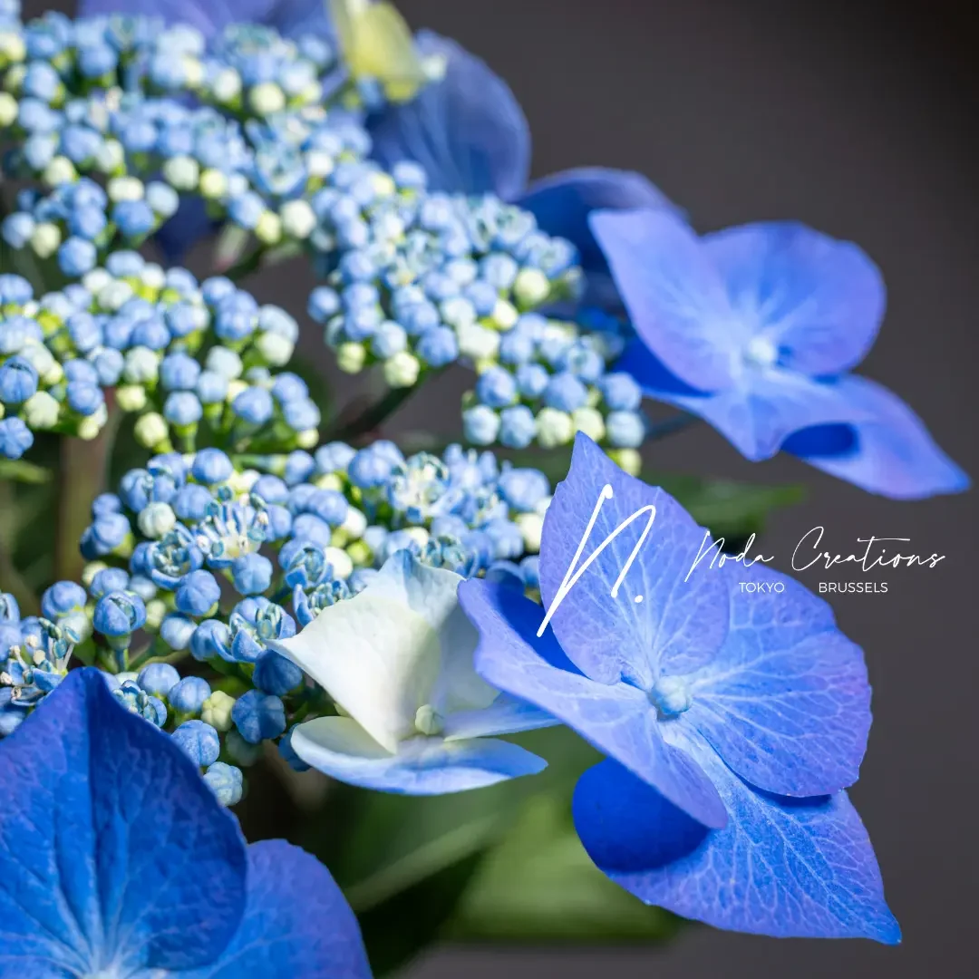 紫陽花ブログ６月 1
