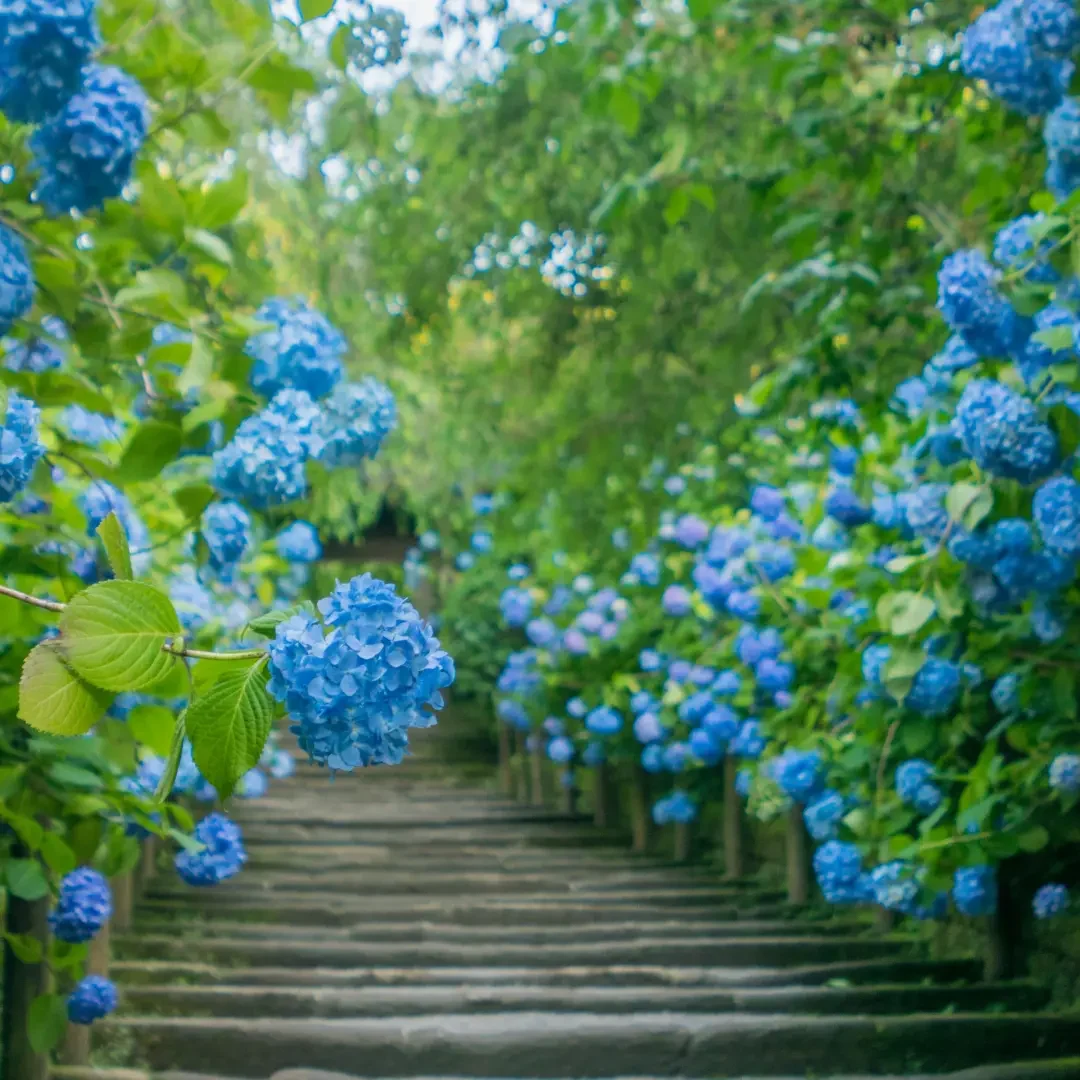 紫陽花ブログ６月 11