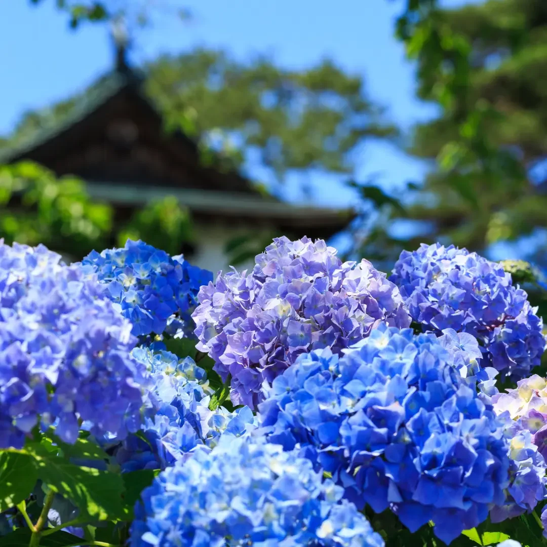 紫陽花ブログ６月 12