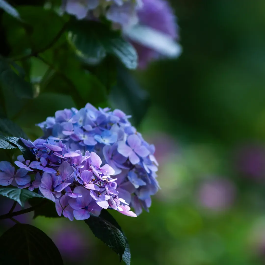 紫陽花ブログ６月 13