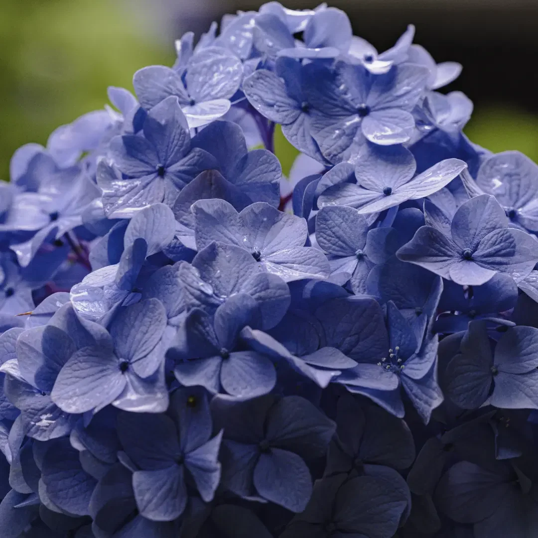 紫陽花ブログ６月 14