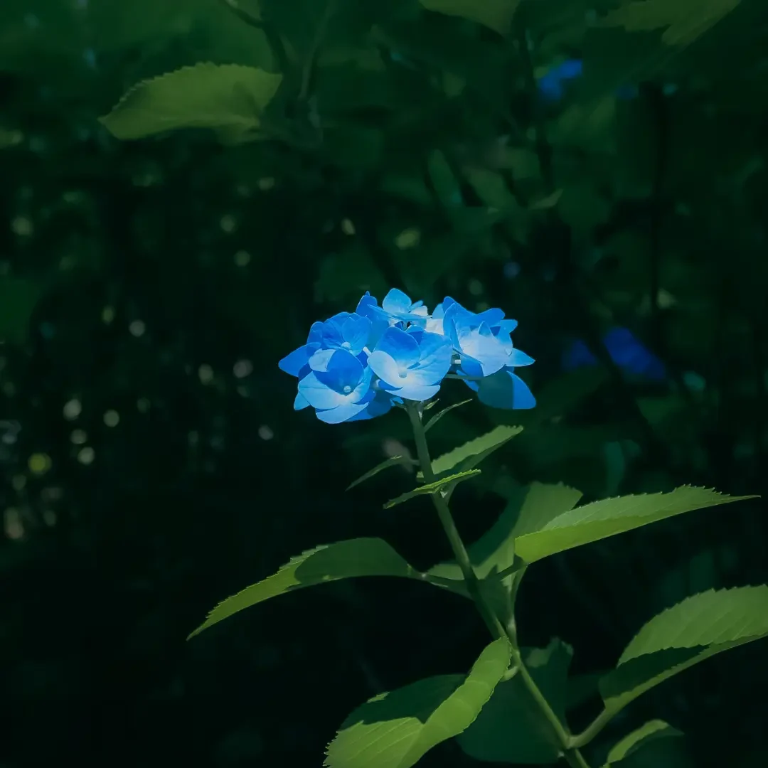 紫陽花ブログ６月 15