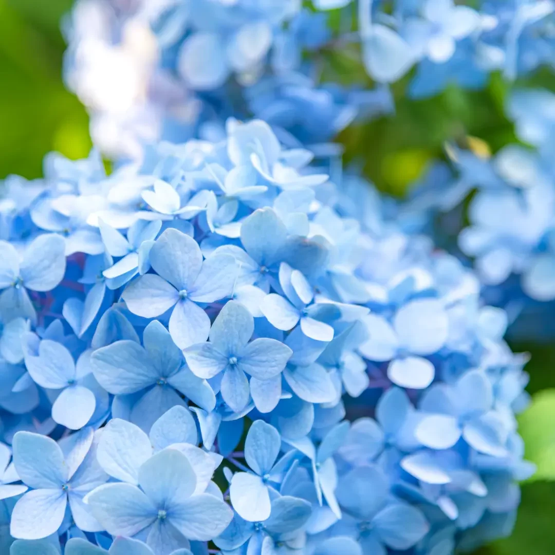 紫陽花ブログ６月 19
