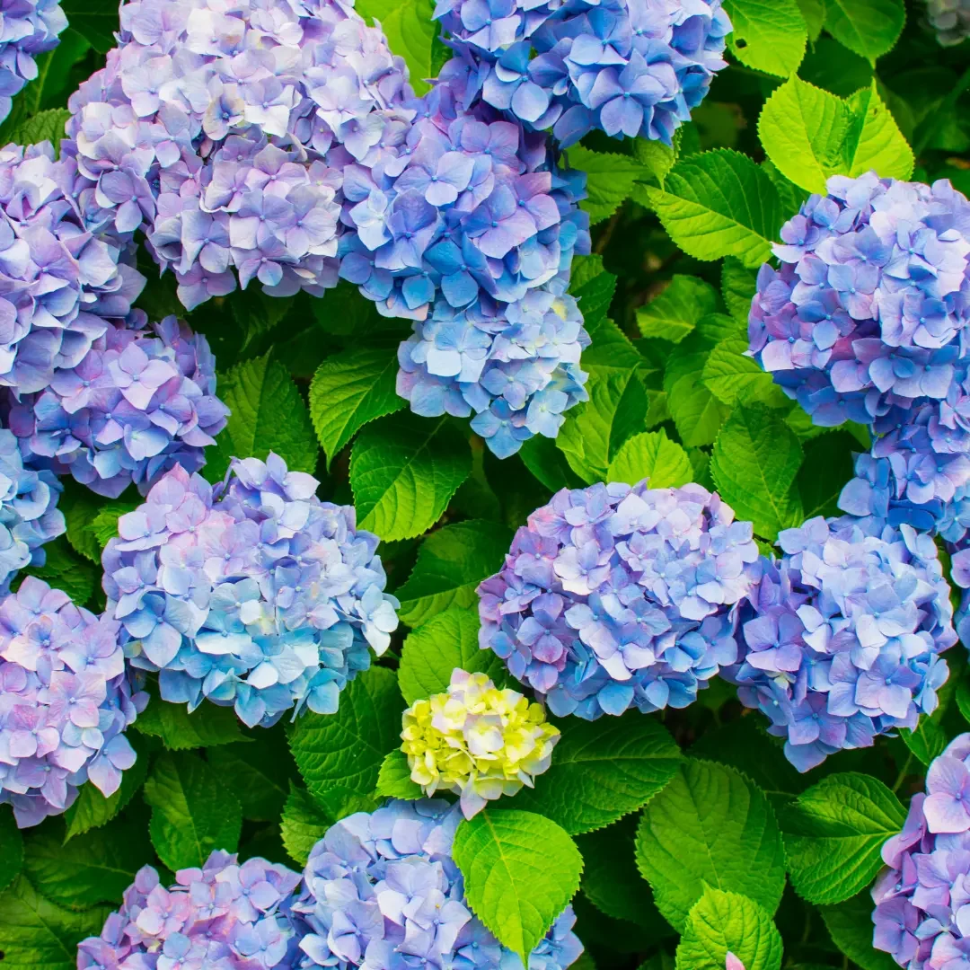 紫陽花ブログ６月 2