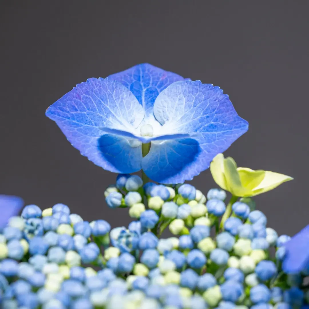 紫陽花ブログ６月 3