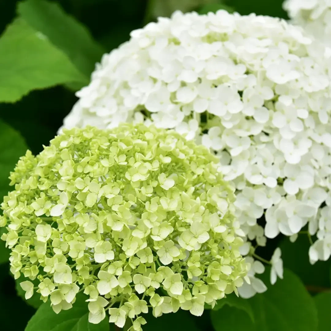 紫陽花ブログ６月 4