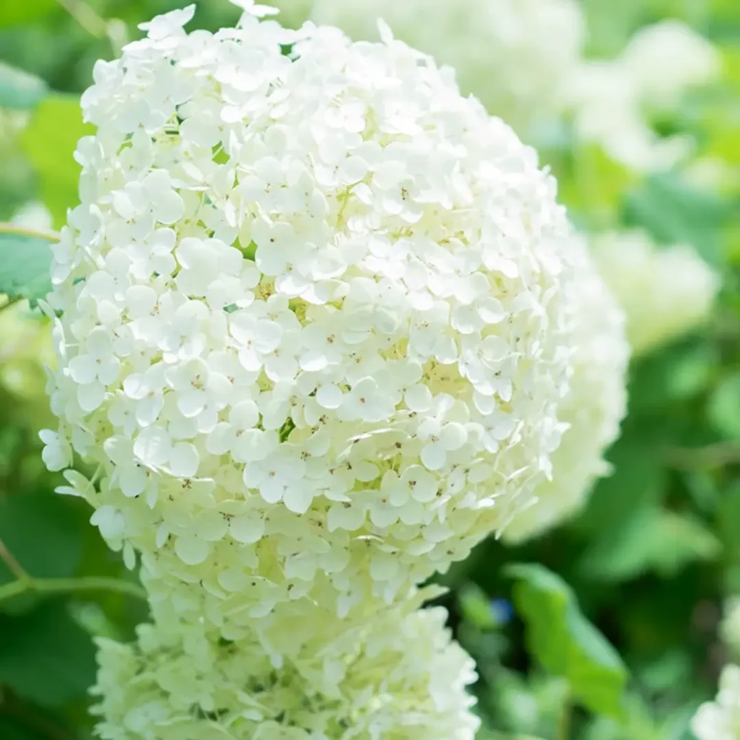 紫陽花ブログ６月 5