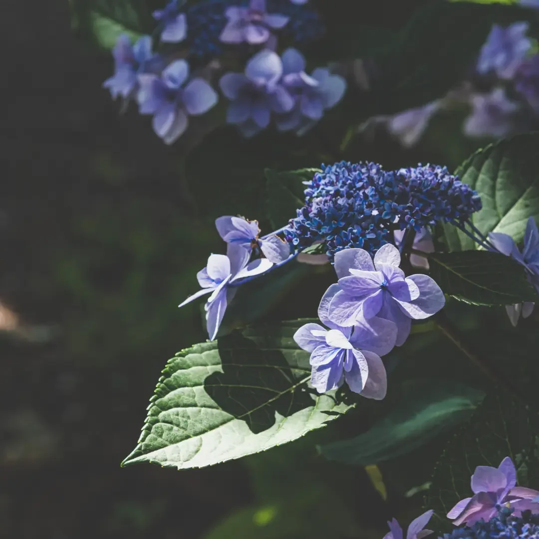 紫陽花ブログ６月 7