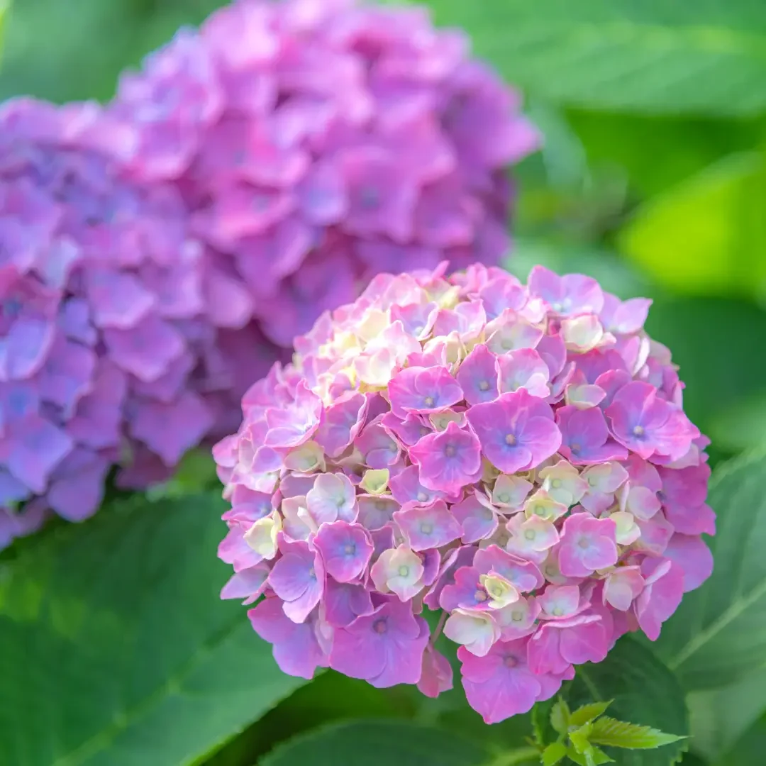 紫陽花ブログ６月 8