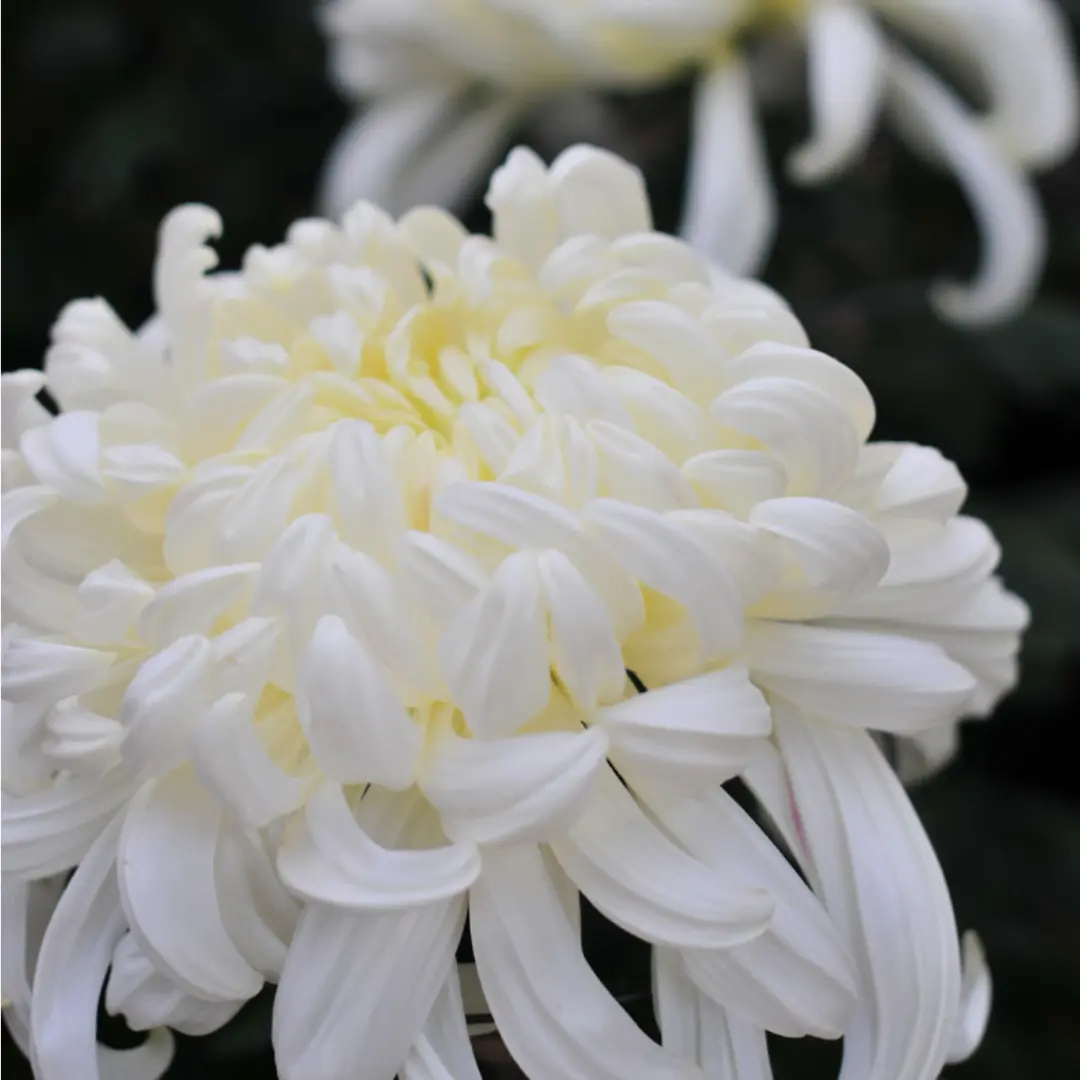 Copie de 10 25 Le chrysanthème