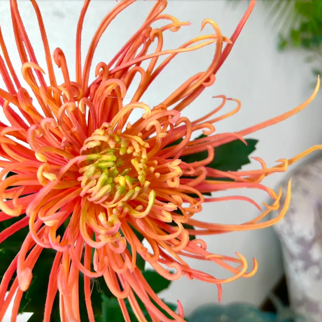 Copie de 10 25 Le chrysanthème